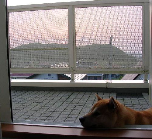 2007年8月20日(月)・・・愛ちゃんの品格_f0060461_9422091.jpg