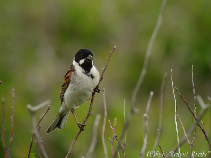 オオジュリン　　Reed  Bunting/ Emberiza schoeniclus_b0069564_2314335.jpg