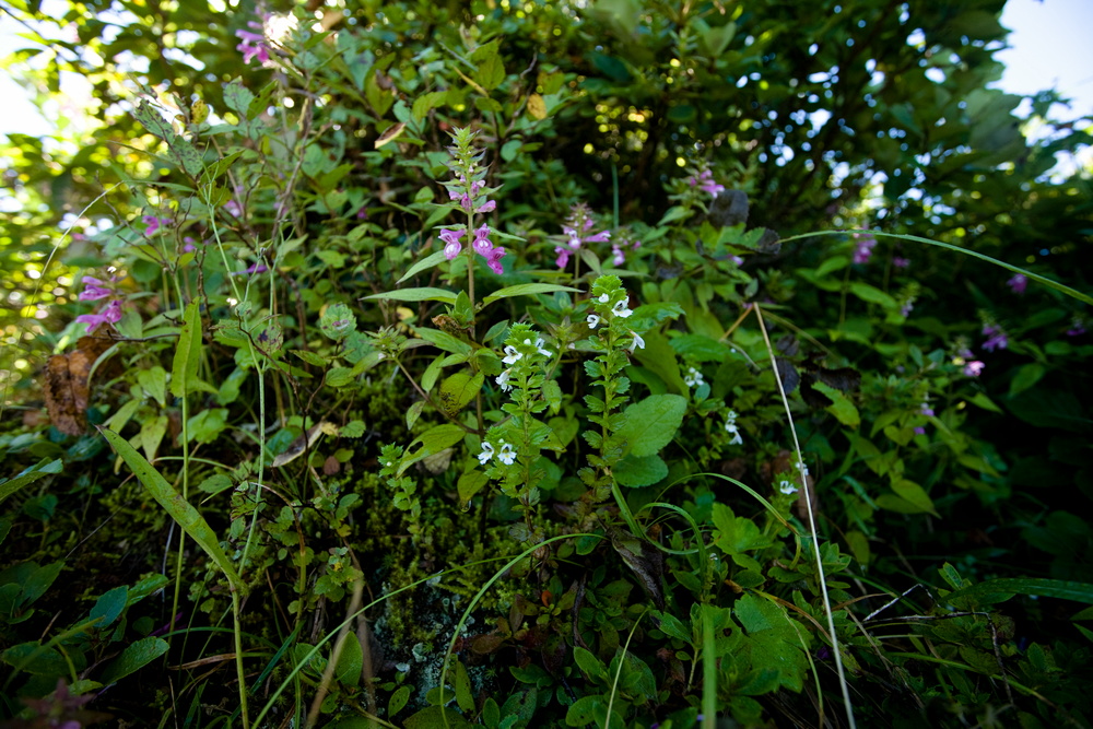 吾妻山の花・二_e0015567_2175599.jpg