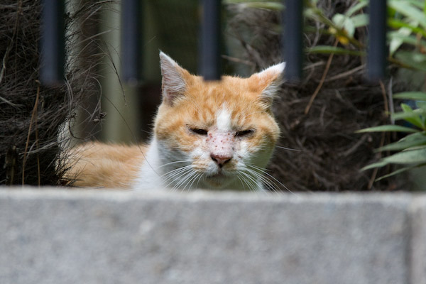 どなたか、飼ってください〜〜〜_f0033381_1325378.jpg