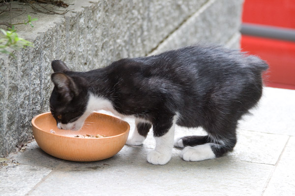 どなたか、飼ってください〜〜〜_f0033381_13262211.jpg