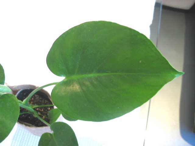 モンステラ_a0091095_17494552.jpg