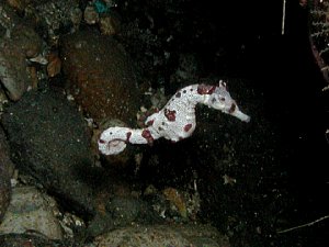 f0079996_1258931.jpg