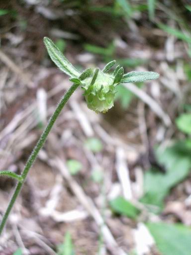 【藪煙草】と【雁首草】の花。。。_e0025300_12224491.jpg