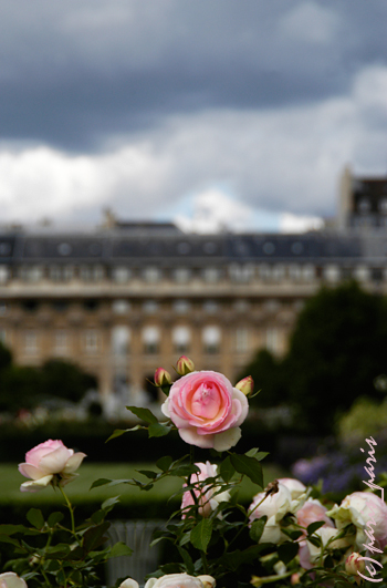 JARDIN DU PALAIS ROYAL 3_d0020312_6255125.jpg