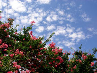 c0047814_162373.jpg