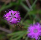 八子が峰の花と八ヶ岳の展望_d0102327_20573042.jpg