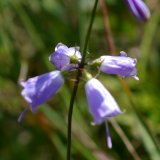 八子が峰の花と八ヶ岳の展望_d0102327_2122965.jpg