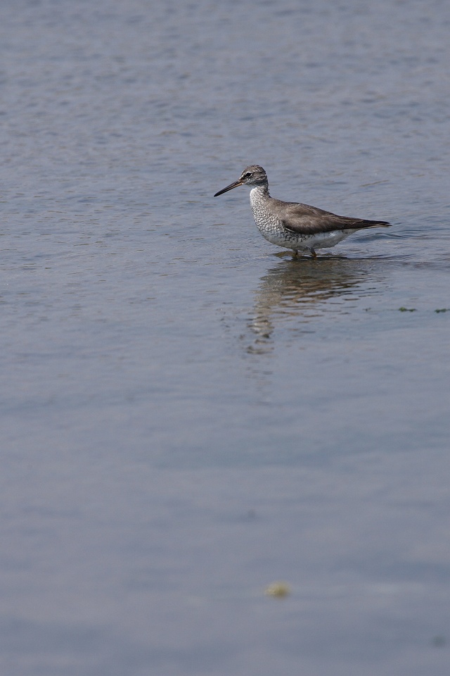 東の海へ．．．ホウロクシギ他_d0031745_18591582.jpg