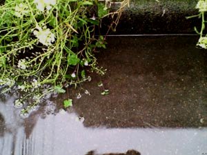 ☆雨と美味しい物とお仕事☆_c0092953_15115247.jpg