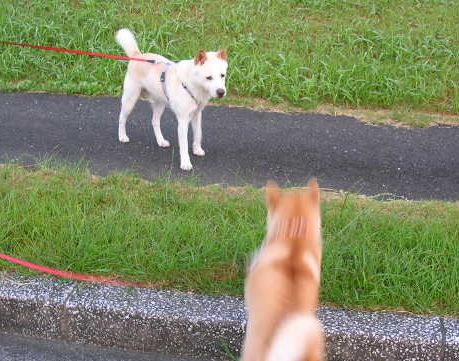 ８月２１日（火）・・・花よりチキンジャーキー！_f0060461_13433980.jpg