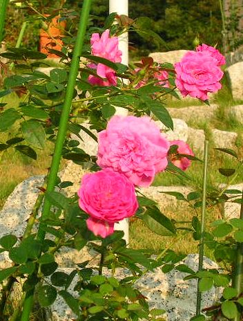 8月21日(火)・・・花よりチキンジャーキー!_f0060461_13553712.jpg