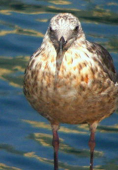 苫小牧港　油（？）付着の海鳥　１_e0118274_9201310.jpg