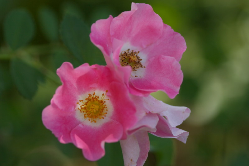 夏の薔薇園_b0044477_1151841.jpg