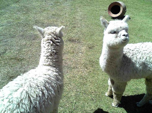 ペルー:出逢った動物たち_c0125114_23185846.jpg