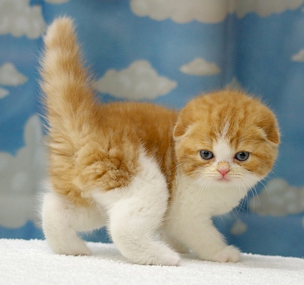 可爱小喵喵 1_e0024817_225308.jpg