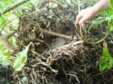 ウォレアイ環礁(メレヨン)で62年前に起きたこと-その弐_a0043520_2116221.jpg