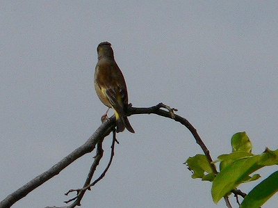 f0029038_1513083.jpg