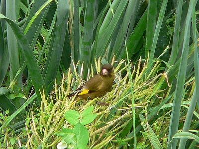 f0029038_15141417.jpg
