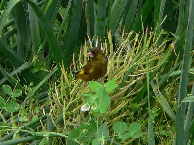 f0029038_1514449.jpg