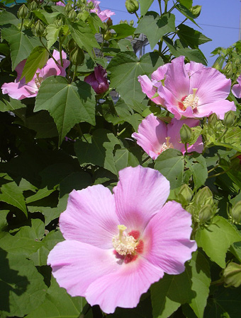 8月22日 芙蓉_a0001354_2111953.jpg