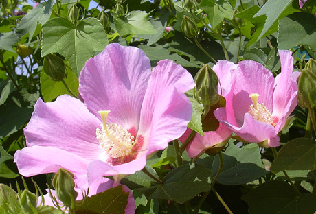 8月22日 芙蓉_a0001354_2113843.jpg