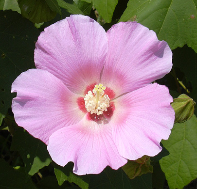 8月22日 芙蓉_a0001354_211538.jpg
