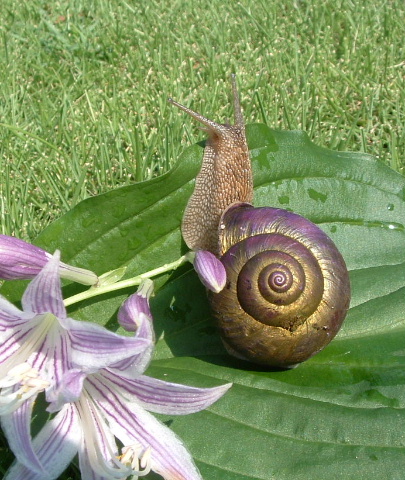 紫と金色殻のカタツムリ・・・虫ではなく貝の仲間_b0092858_21234253.jpg