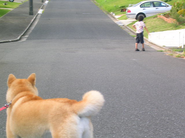 2007年8月22日(水)・・・柴犬愛ちゃん刑事(デカ)登場!_f0060461_16201125.jpg
