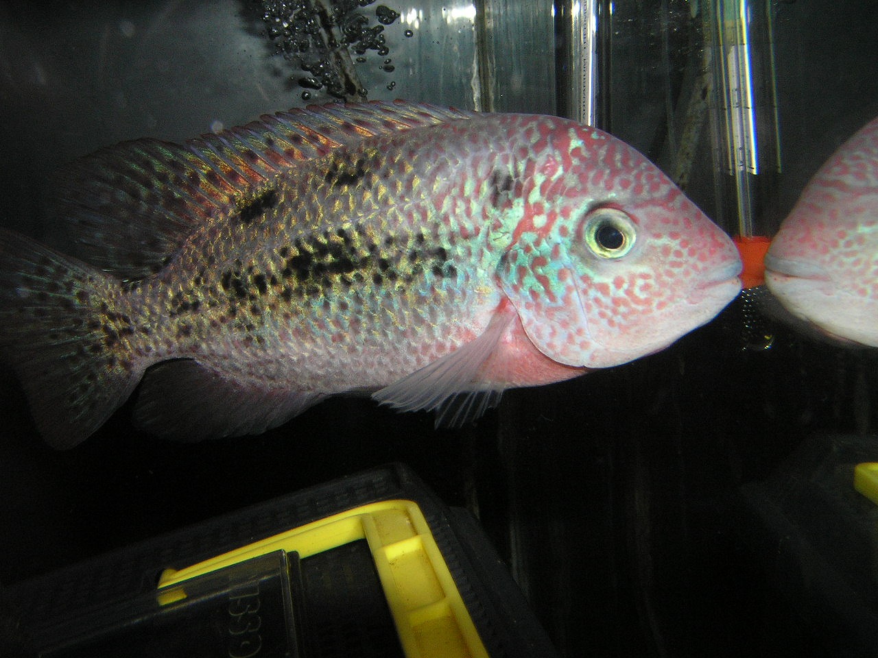 アミアが来ないまま リミックス名東店熱帯魚