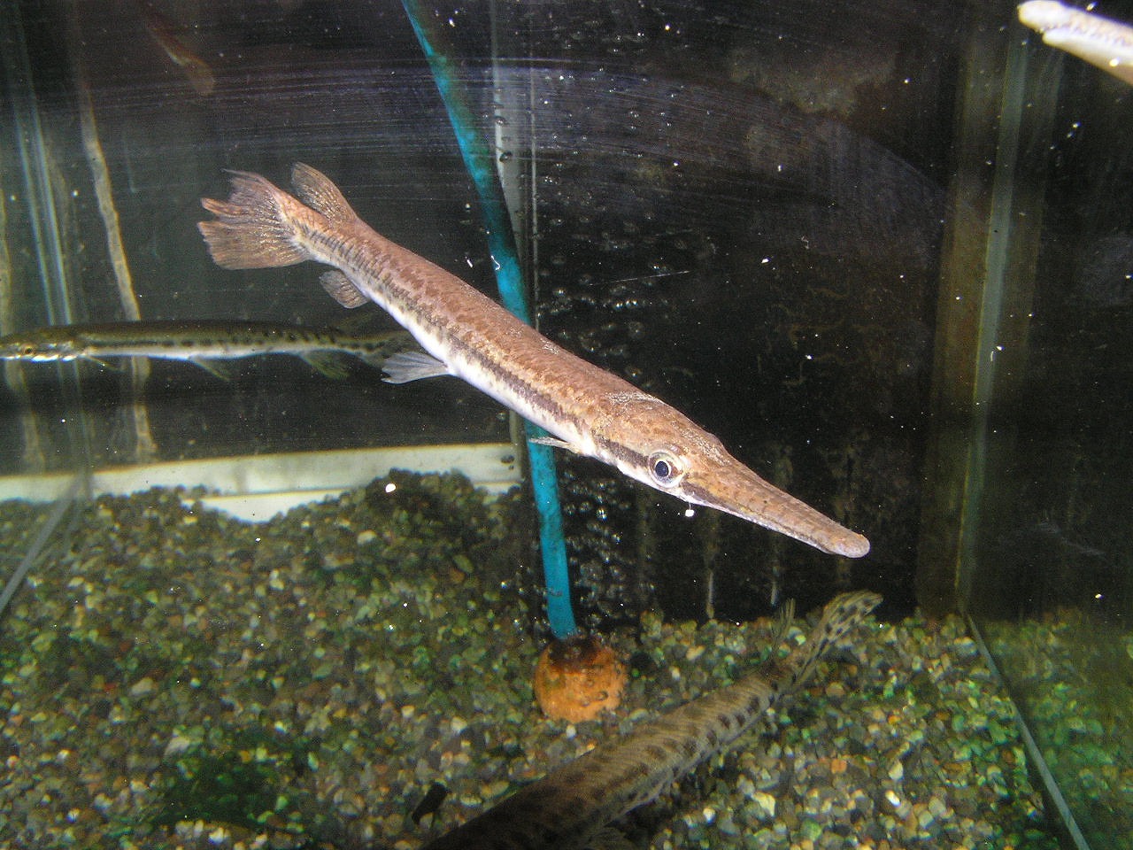 アミアが来ないまま リミックス名東店熱帯魚