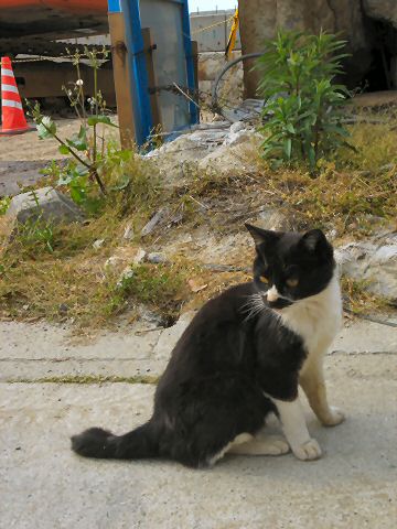 猫Ｐ倶楽部　尾道紀行・真鍋島編　町の猫たち_d0090874_2340131.jpg