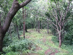 a0087378_55775.jpg