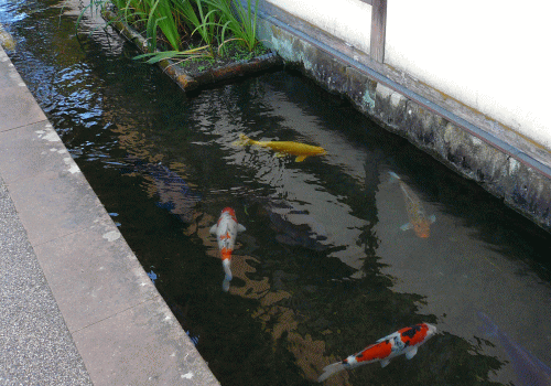 a0050593_930459.gif