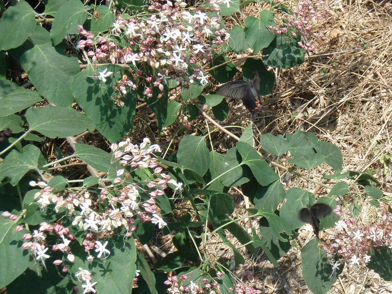 d0051106_22426.jpg
