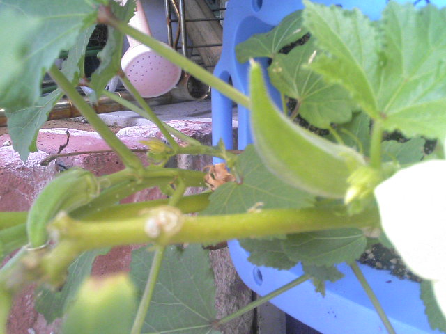 e0027813_2312623.jpg