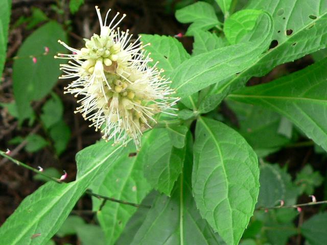 天人草 テンニンソウ 花の仲間調べ