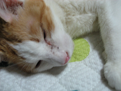 d0041032_05148.jpg