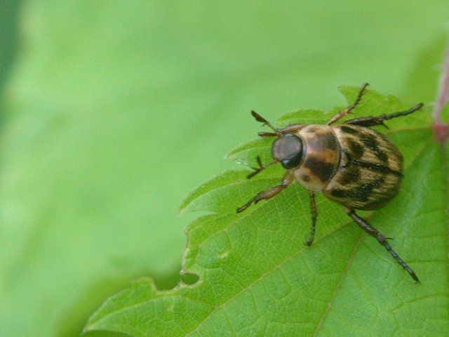 黄金虫は金持ちだ～♪・・・レッツ・ビートル！ : 北の里山