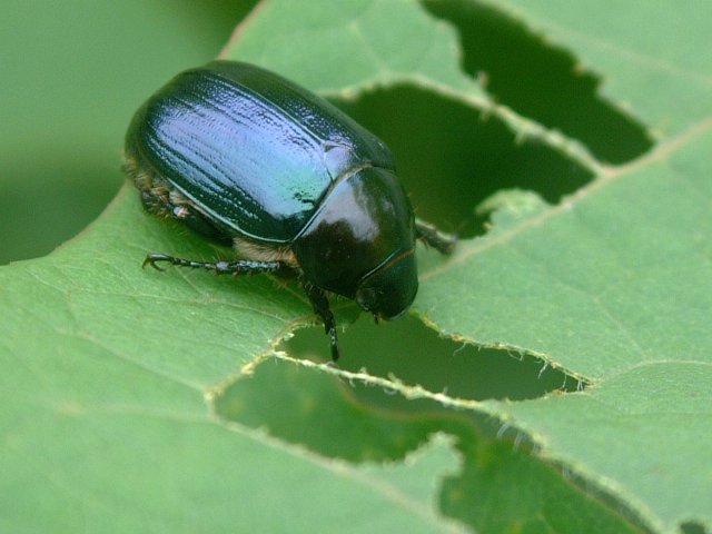 黄金虫は金持ちだ～♪・・・レッツ・ビートル！ : 北の里山