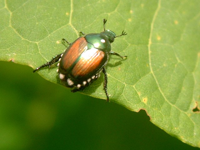 黄金虫は金持ちだ～♪・・・レッツ・ビートル！ : 北の里山