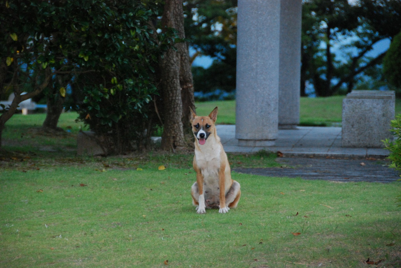 2007/8/23(木)　尾道　夕暮れ_f0137351_1941044.jpg