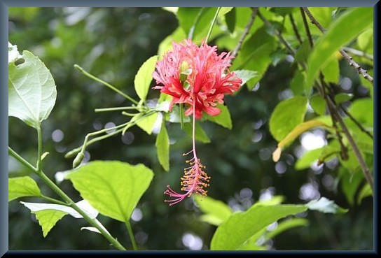 ベトナムの植物写真_d0096455_20222625.jpg