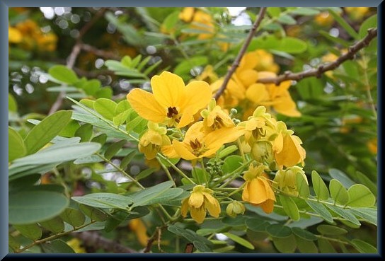 ベトナムの植物写真 : えるだまの植物図鑑