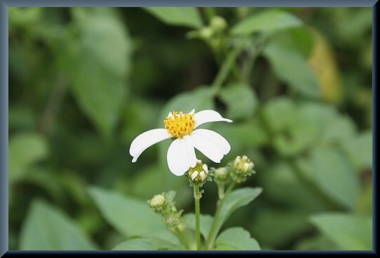 ベトナムの植物写真_d0096455_2045516.jpg