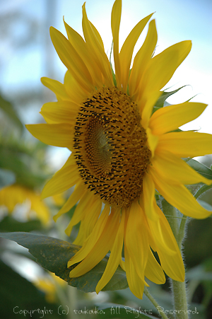c0070460_20124349.jpg