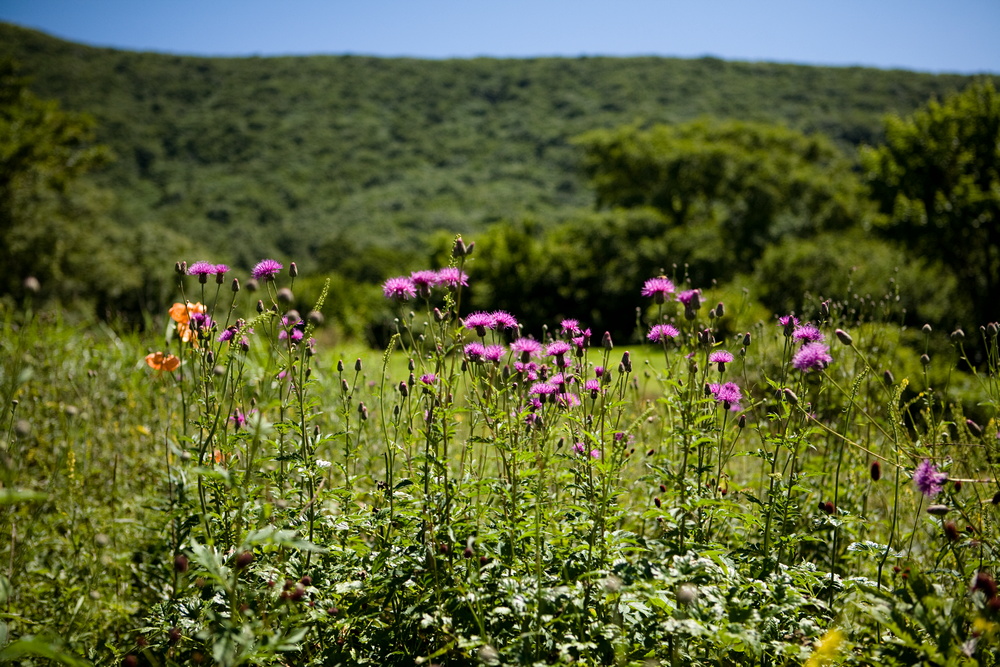 吾妻山の花・四_e0015567_21585022.jpg