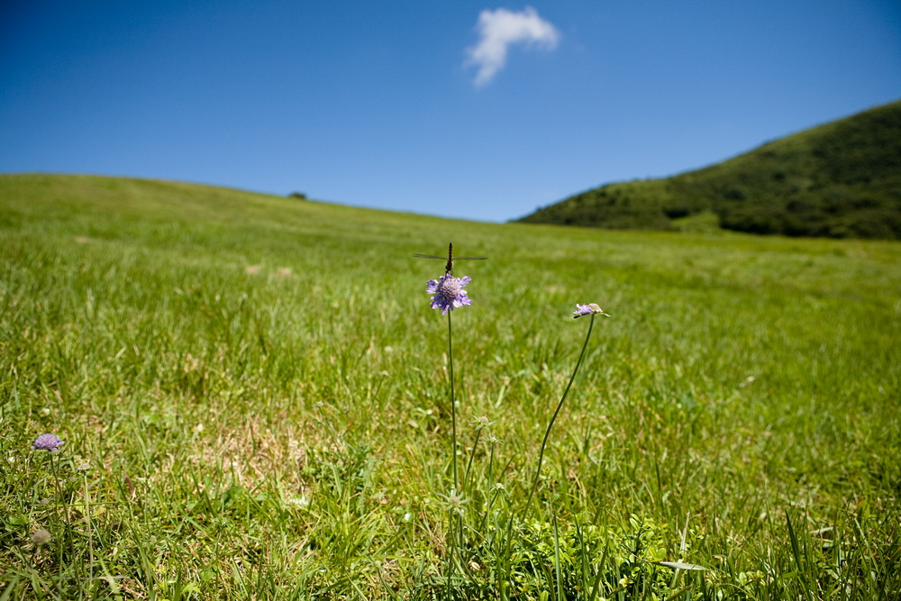 吾妻山の花・四_e0015567_221353.jpg