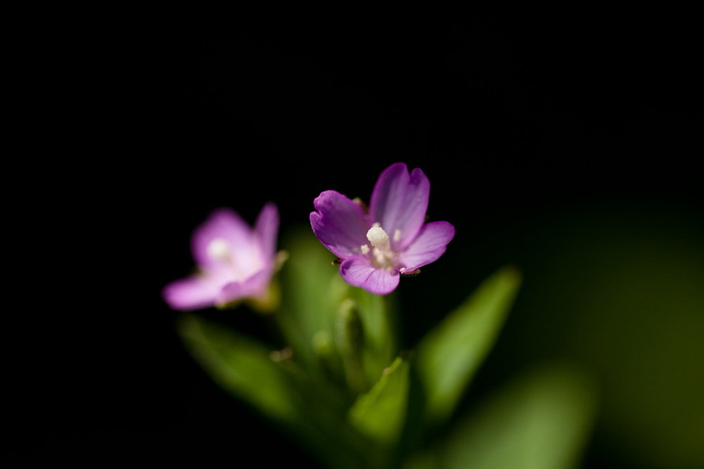 吾妻山の花・四_e0015567_2215436.jpg