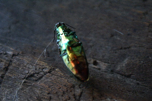 c0047024_1235987.jpg